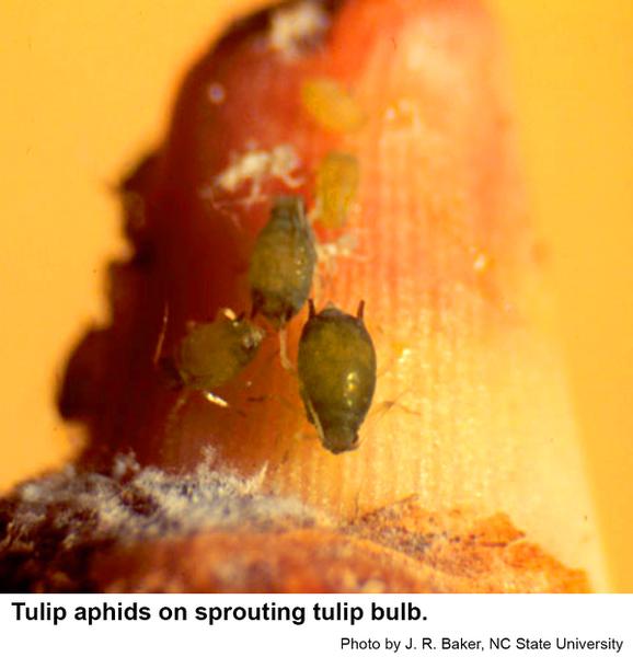 Tulip aphids infest tulip bulbs